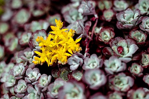 A closeup shot of yellow stonecrop (sedum spathulifolium)