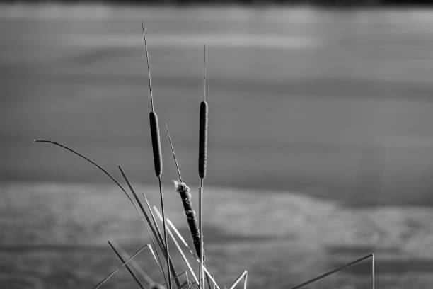 istock Selective focus shot of cattail reeds 1453260214