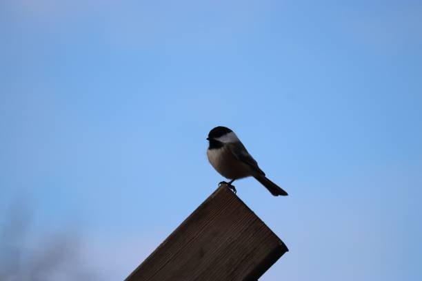 푸른 하늘을 배경으로 한 캐롤라이나 ��박새(poecile carolinensis)의 선택적 초점 샷 - photography carolina chickadee bird animals in the wild 뉴스 사진 이미지