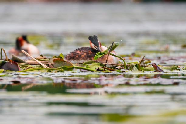 istock Great crested grebe foating in the pond 1453261956