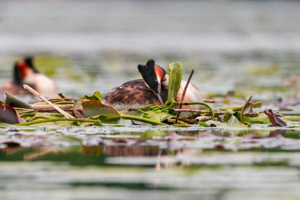 istock Great crested grebe floating in the pond 1453261961