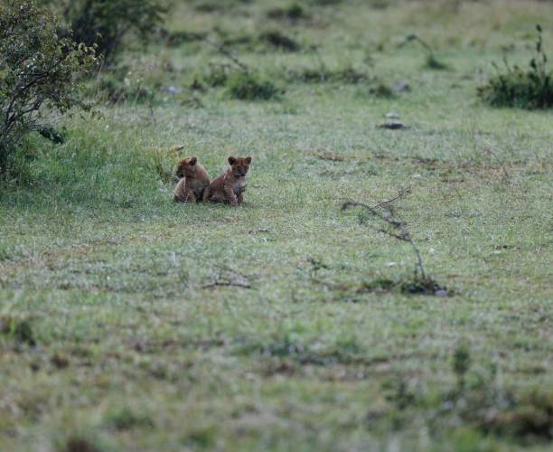 lwiątka z topi pride relaksujące się w masai mara w kenii - masai mara national reserve masai mara lion cub wild animals zdjęcia i obrazy z banku zdjęć