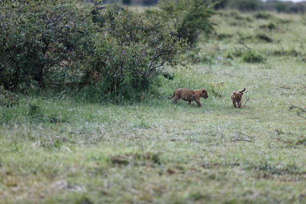 lwiątka z topi pride relaksujące się w masai mara w kenii - masai mara national reserve masai mara lion cub wild animals zdjęcia i obrazy z banku zdjęć