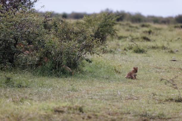 lwiątko topi pride relaksujące się w masai mara w kenii - masai mara national reserve masai mara lion cub wild animals zdjęcia i obrazy z banku zdjęć