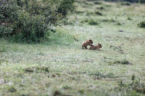 Two lion cubs of the Topi Pride relaxing in the Masai Mara, Kenya
