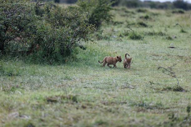 lwiątka z topi pride relaksujące się w masai mara w kenii - masai mara national reserve masai mara lion cub wild animals zdjęcia i obrazy z banku zdjęć