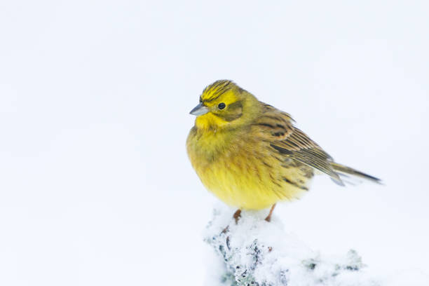 istock Yellowhammer (Emberiza citrinella) sitting on a snowy branch in winter. 1453262420
