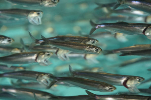 Blur green fish nature abstract texture background - Fish in the water