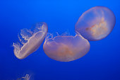 Closeup wildlife of single  white Jellyfish underwater blue sea texture background at the Monterey Aquarium - california  , united states of america ( USA ) or call Aequorea victoria Crystal jellyfish