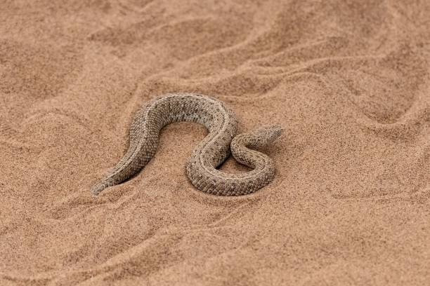 istock Saharan horned viper, snake in the sand 1453262799