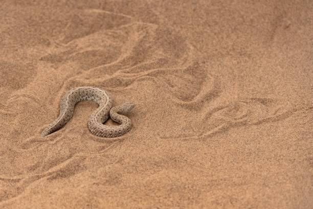 istock Saharan horned viper, snake in the sand 1453262803
