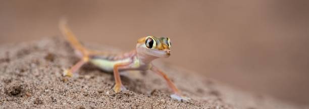 istock A Namib sand gecko in the desert 1453262849