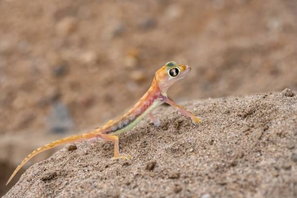 istock A Namib sand gecko, lizard 1453262853