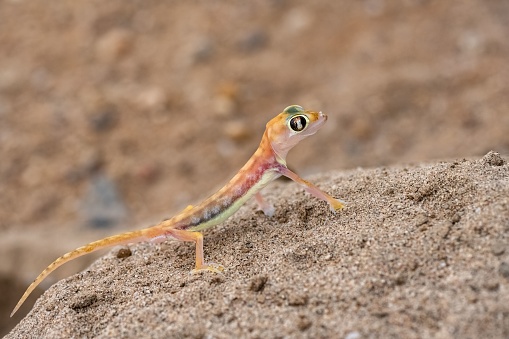 A Namib sand gecko, small colorful lizard in the Namib desert