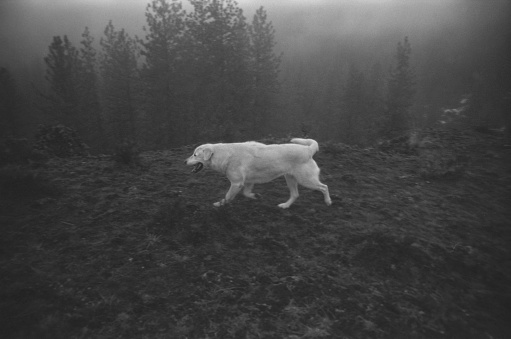 A white dog walking in the foggy forest