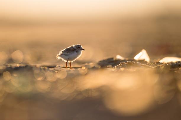 istock Tiny Calidris bird resting on the sandy shore during the golden sunset on the blurred backrgound 1453262924