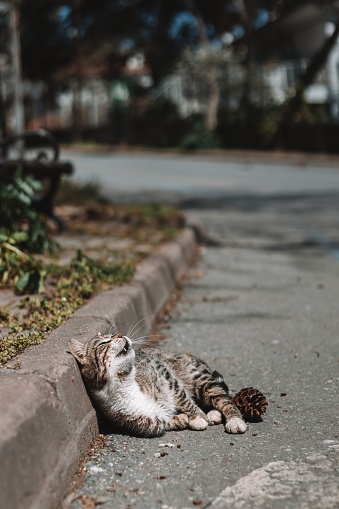 A street cat resting in the sun on the paved road. The road rolled on with trees and grass in the background.