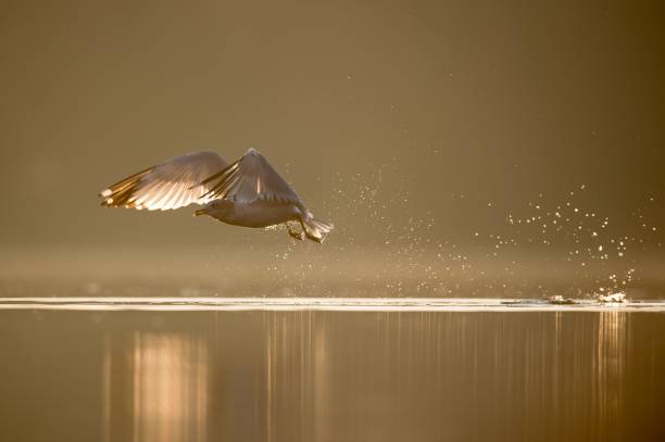 istock Seagull (Larinae) flying over the waters on the golden background 1453262975