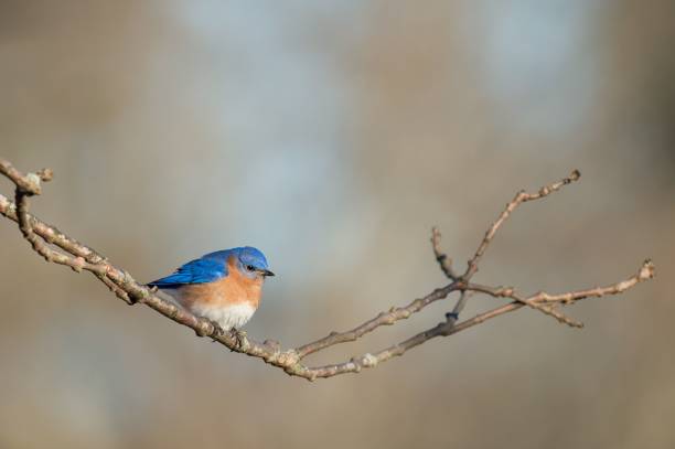 istock Close-up shot of an Eastern bluebird perched on a branch on a blurred background 1453262977