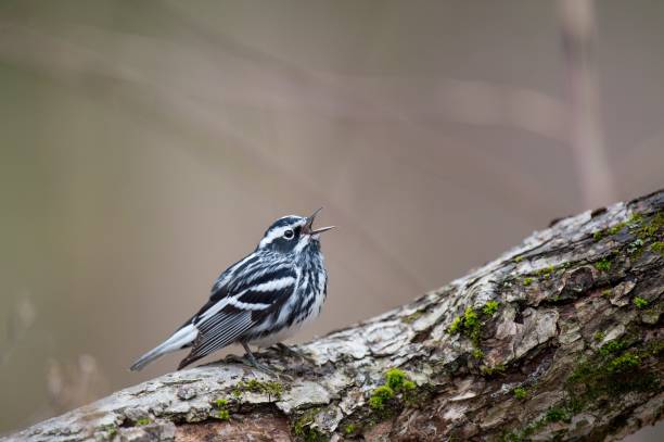 istock Closeup shot of a beautiful Black and White Warbler (Mniotilta varia) on a tree 1453263086