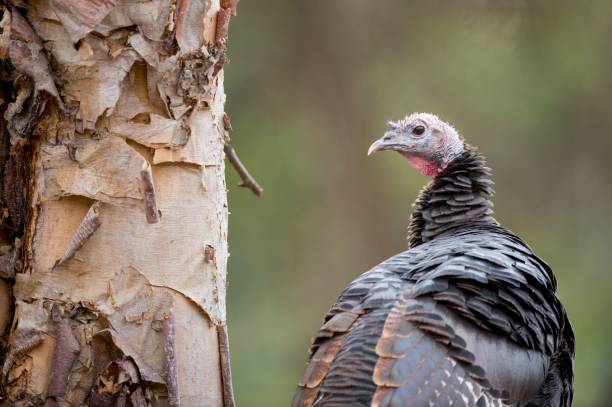 istock Wild Turkey perched in front of a smooth background in soft overcast light 1453263101