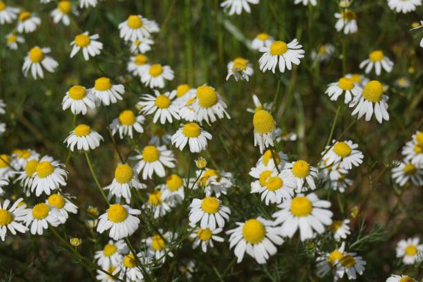 istock Flowers of chamomile on a fallow field. 1453263108
