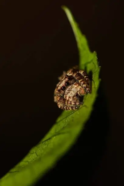 Photo of Macro of a furry jumping spider (Attulus floricola) on a green leaf