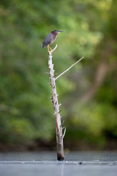 Green Heron perched on a dead snag in a calm lake with a green tree background