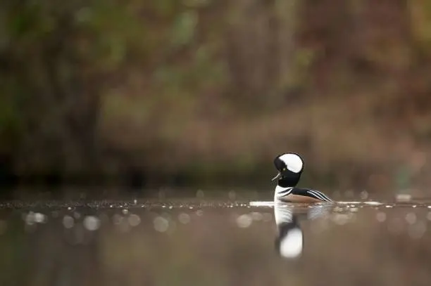 A Hooded Merganser drake floats on a pond