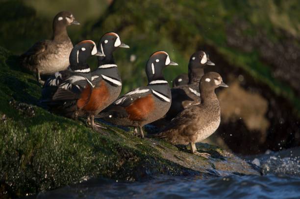 istock Harlequin ducks perched on the mossy rock at the shore 1453263333