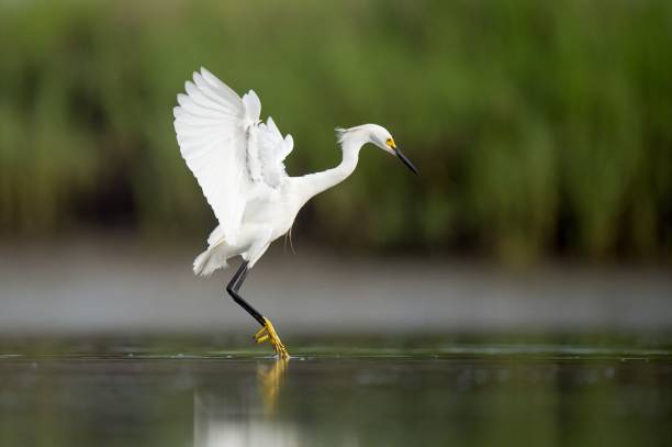 istock Great white egret landing on the lake water 1453263506