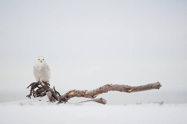 istock Snowy owl perched on a driftwood in soft overcast in a snowy field 1453263554