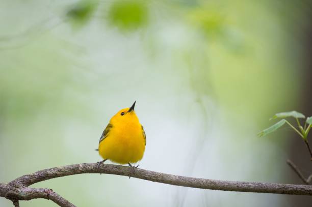 istock Yellow prothonotary warbler perched on the tree branch 1453263605
