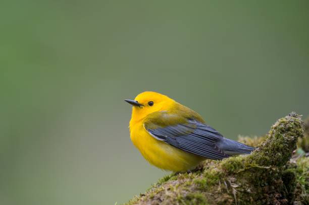 istock Beautiful shot of a prothonotary warbler 1453263606