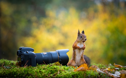 A close-up of a squirrel sitting on the grass next to a professional camera in the blurry background.