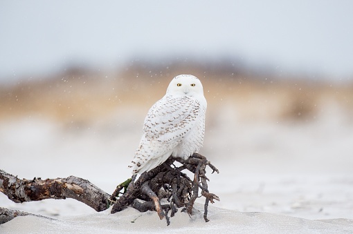A beautiful shot of a snowy owl
