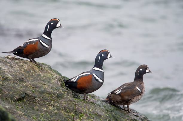 istock Harlequin ducks perched on the mossy rock at the shore 1453264319