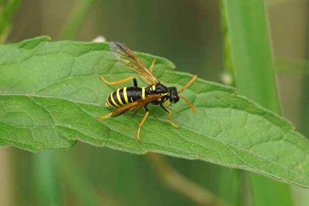 istock Closeup on a  colorful figwort sawfly , Tenthredo scrophulariae, 1453264916