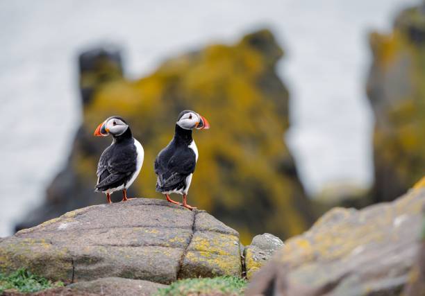 istock Selective focus shot of Puffin birds perched on a rock 1453264990