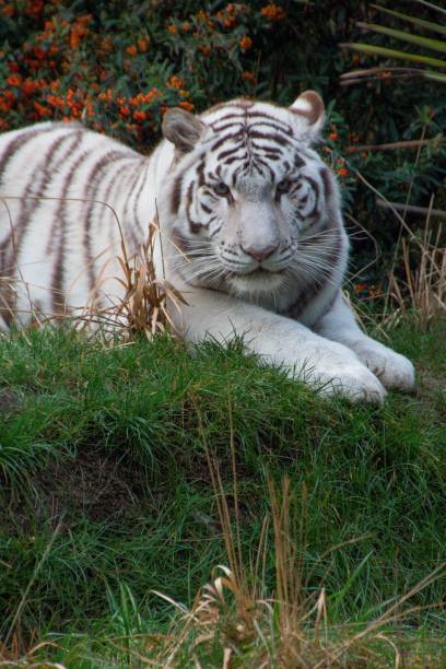 Vertical portrait of a white Bengal tiger lying in green grass at la Fleche zoo in France A vertical portrait of a white Bengal tiger lying in green grass at la Fleche zoo in France fleche stock pictures, royalty-free photos & images