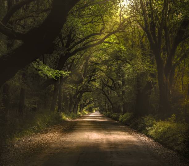 istock Beautiful shot of an empty road surrounded by trees in a tranquil forest 1453265113