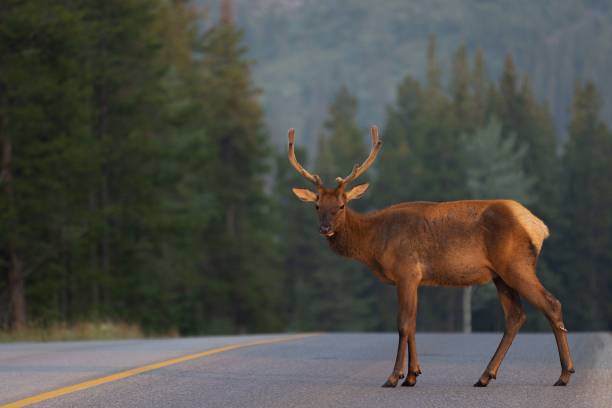 istock Deer on a road near forest 1453265174