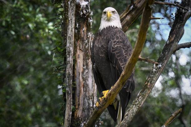 istock Majestic bald eagle perched on the tree branch in forest 1453265473