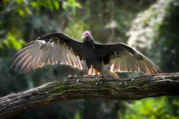 istock Majestic bald eagle perched on the tree branch in forest 1453265517