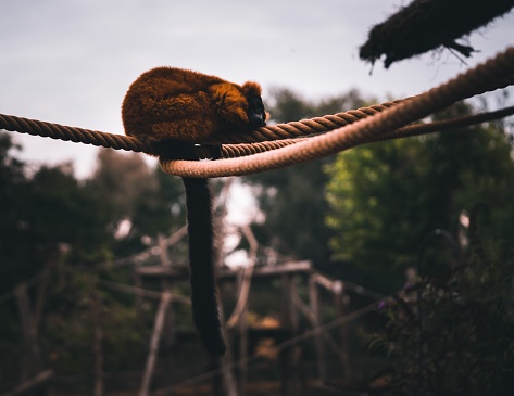 A closeup of a brown lemur climbing the rope