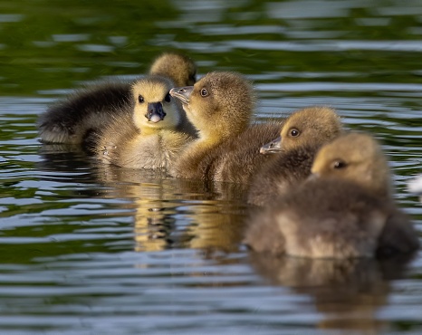 Close-up shot of chicks of a duck swimming in the pond.