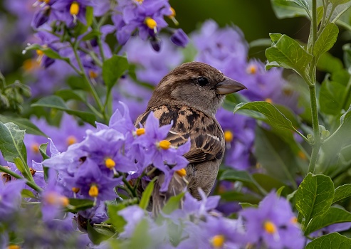 Closeup of a house sparrow (Passer domesticus) cute hiding behind the purple Solanum crispum flowers