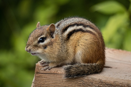 Eastern chipmunk climbing on rock in bed of pachysandra