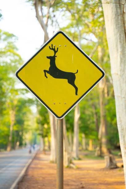 istock Yellow deer sign in street 1453267312