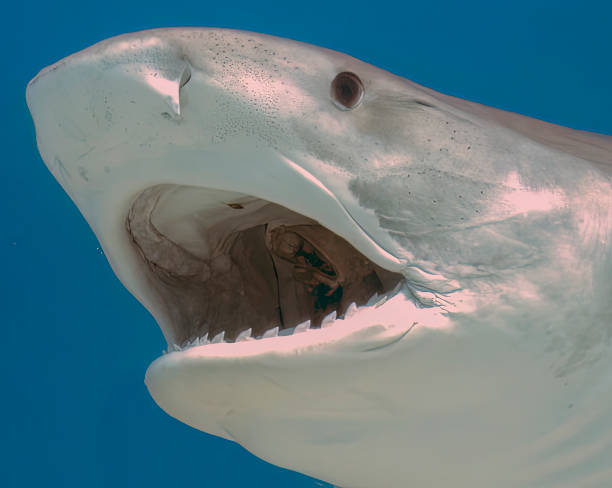 istock A Tiger Shark (Galeocerdo cuvier) in Bimini, Bahamas 1453267372
